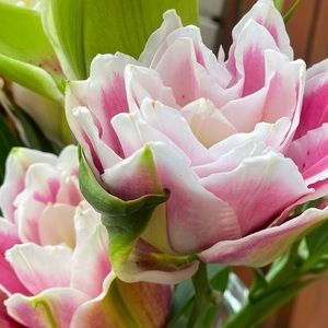 Meet your Posher, Cierra